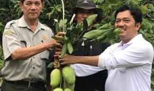 Kementan RI Berikan Sertifikat Dalban Daram Jadi Buah Mangga Khas Kabupaten Bekasi