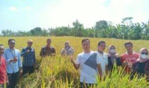 Camat Bersama Kepala UPTD BPP Balongan Lakukan "Ubinan" di Desa Sudimampir Lor